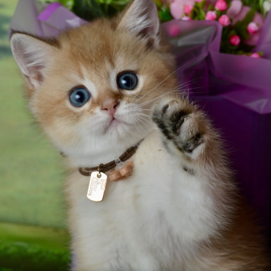 Uinston British Shorthair male, black golden shaded