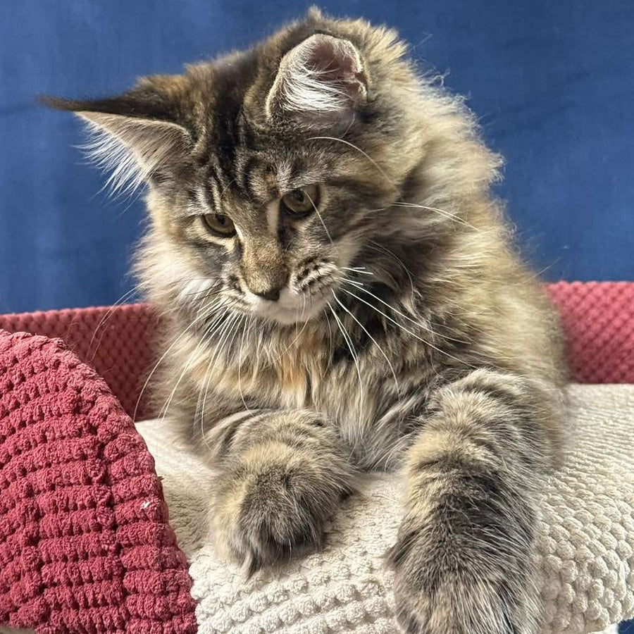 Calina Maine Coon female, black tortie tabby