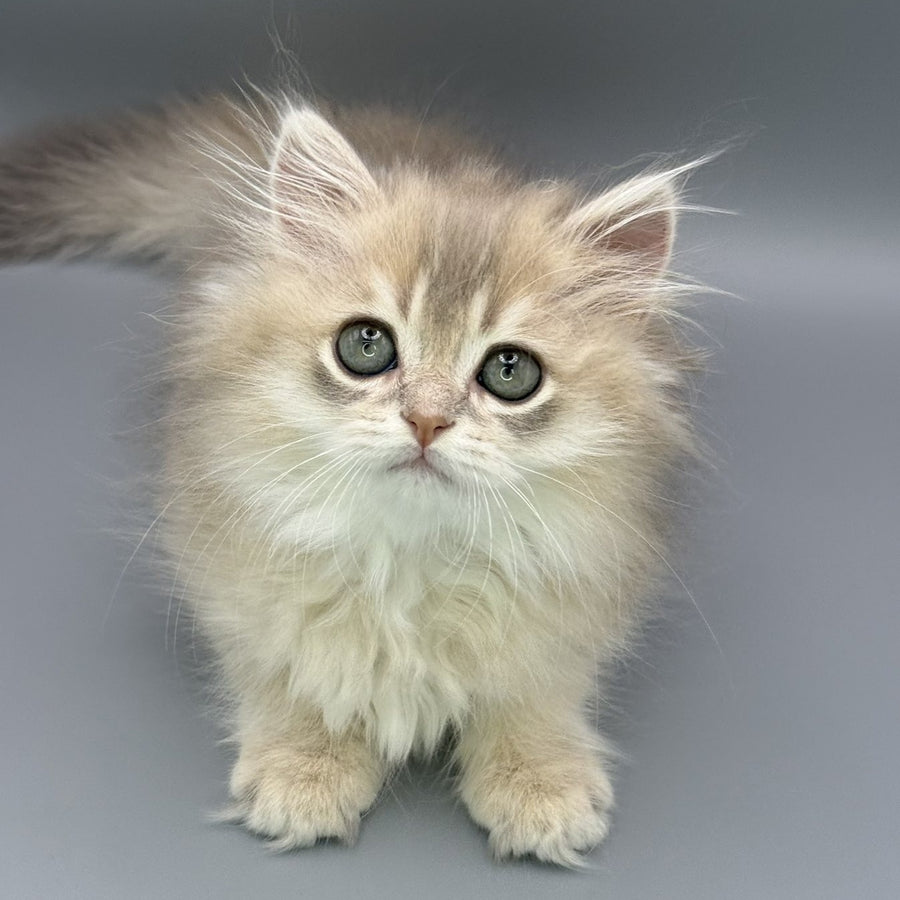 Jardin Scottish Straight female, blue golden shaded