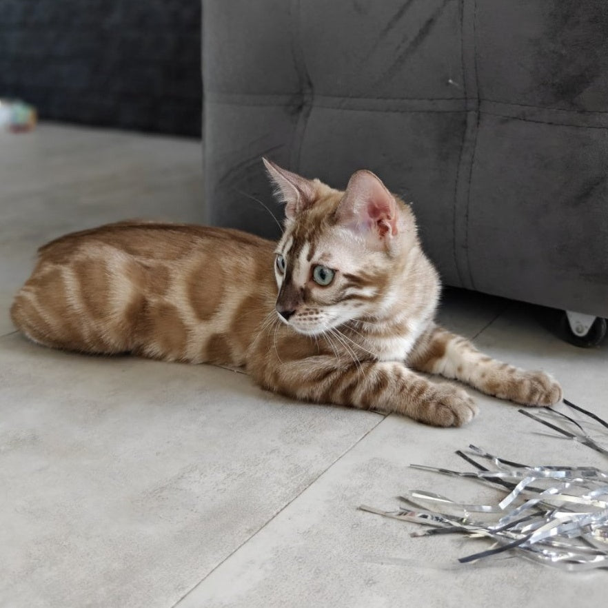 Iron Bengal male, black amber spotted tabby pointed