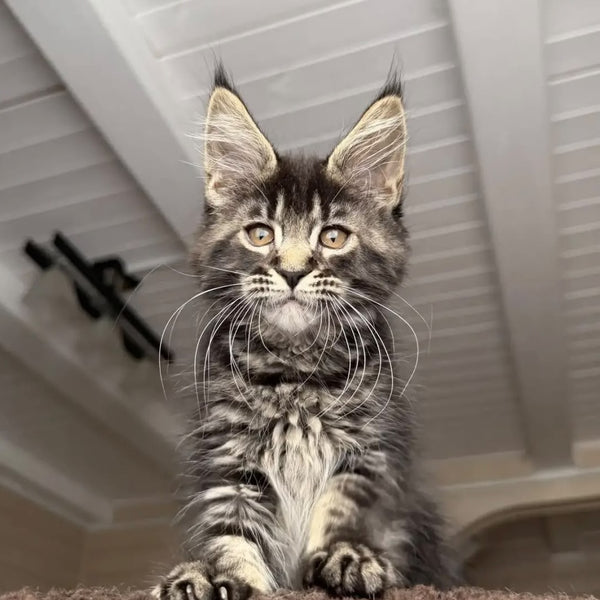 Chipper Maine Coon female, black tabby