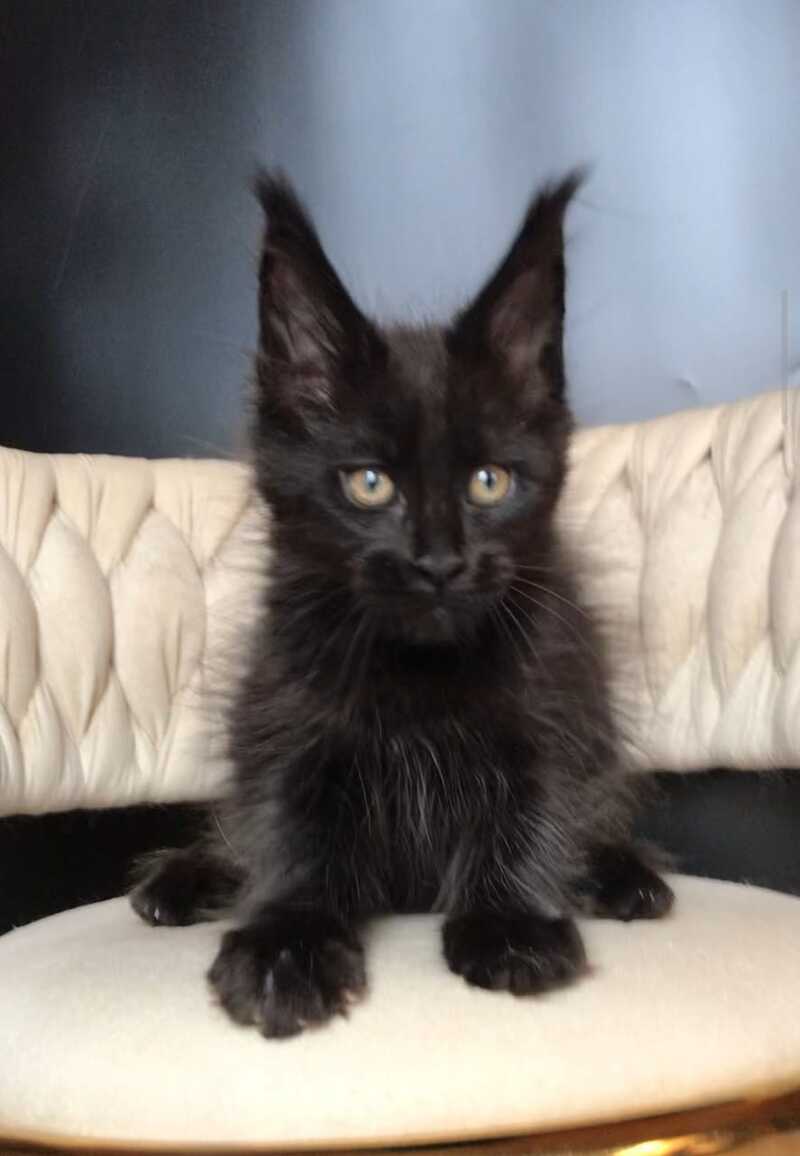Vlastelina Maine Coon female black - live animals