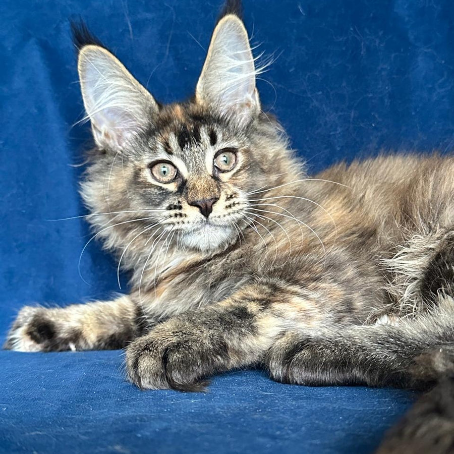 Lapushka Maine Coon ffemale, black tortie ticked tabby