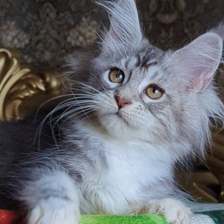 Irida Maine Coon female, black silver tabby with white
