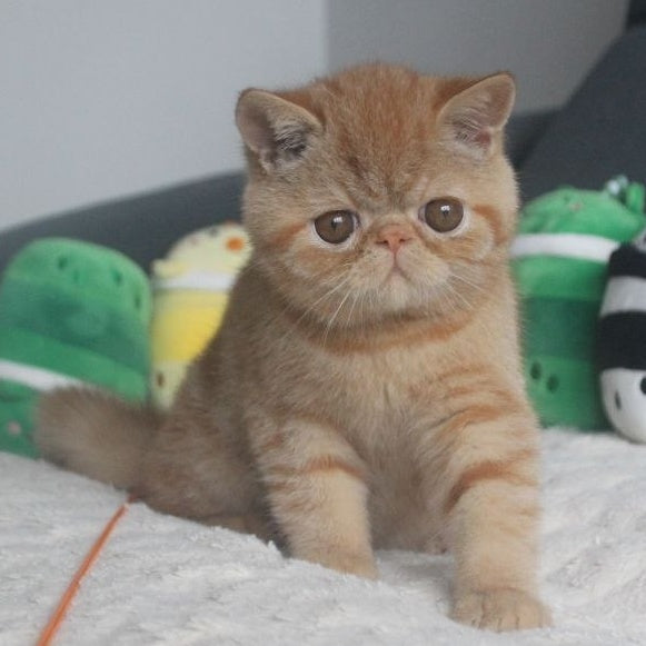 Centaur Exotic male, red tabby