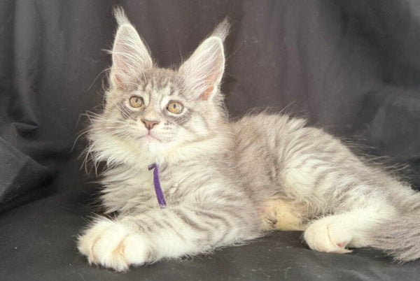 Zibo Maine Coon male blue silver tabby with white - live animals