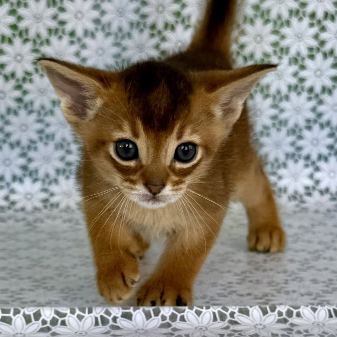 Halif Abyssinian male, ruddy