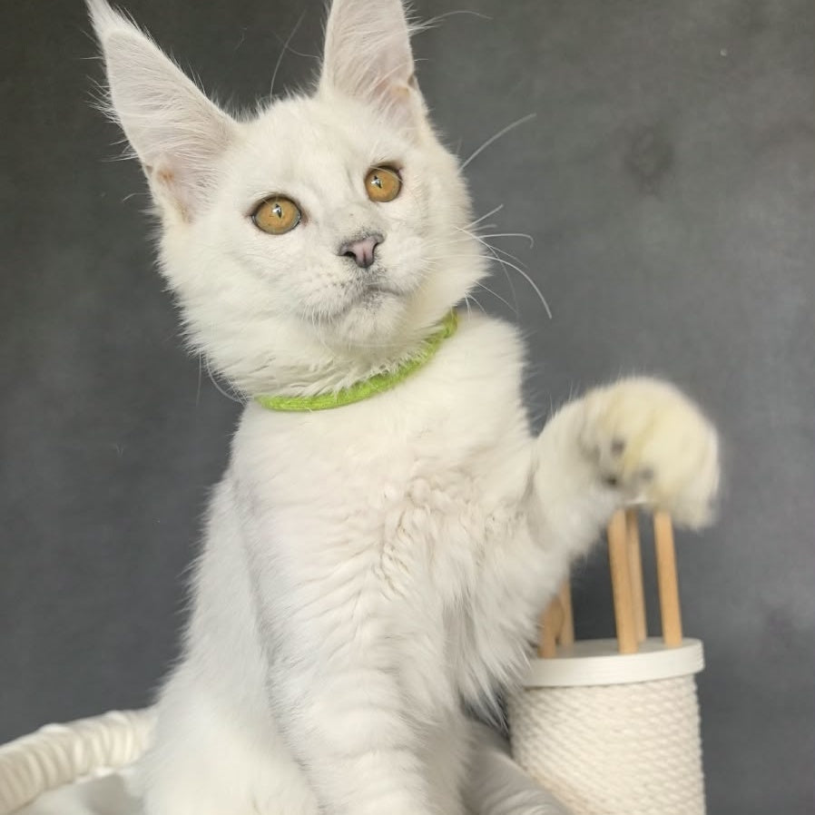 Wilma Maine Coon female, black silver chinchilla