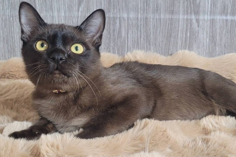 Odysseus Burmese male, black