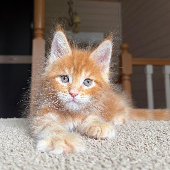 Alf Maine Coon male, red tabby with white