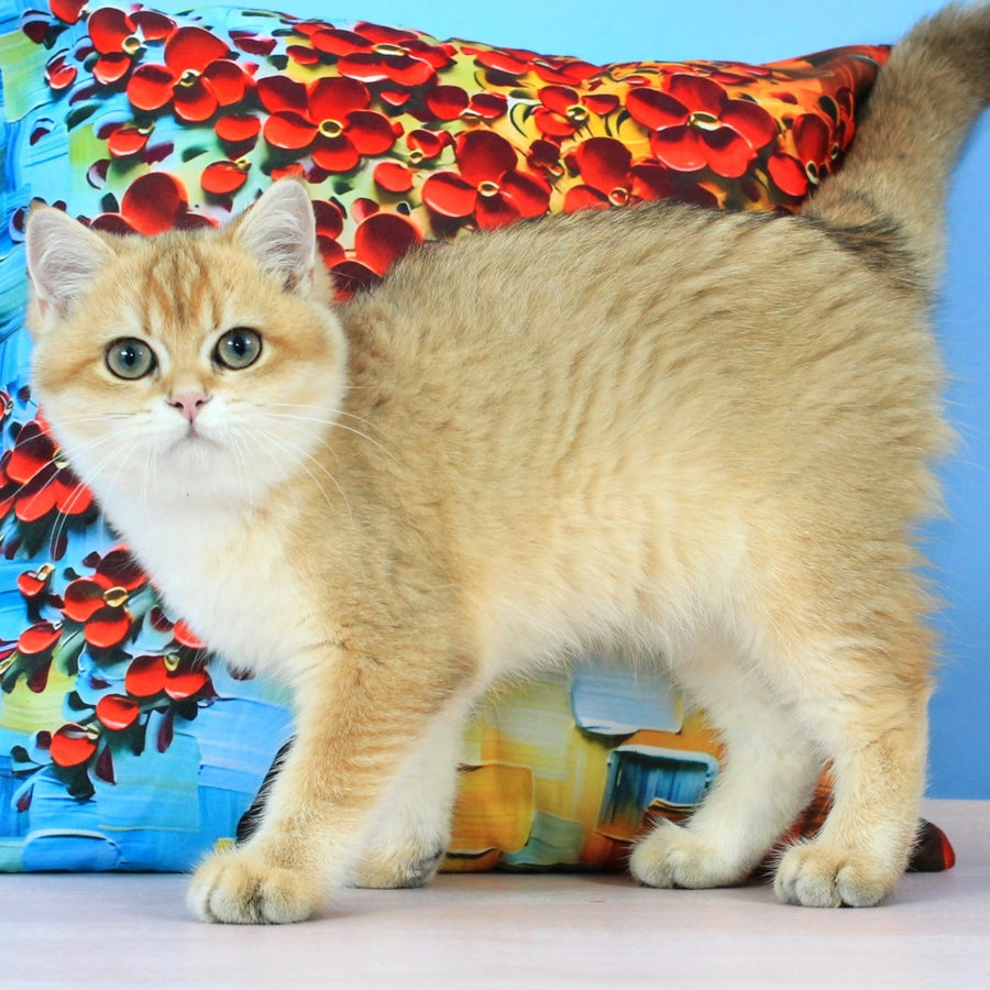 Quentin British Shorthair male, black golden shaded