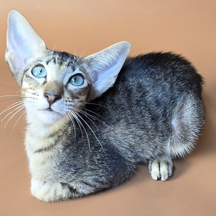 Gabriel Oriental Shorthair male, black spotted tabby
