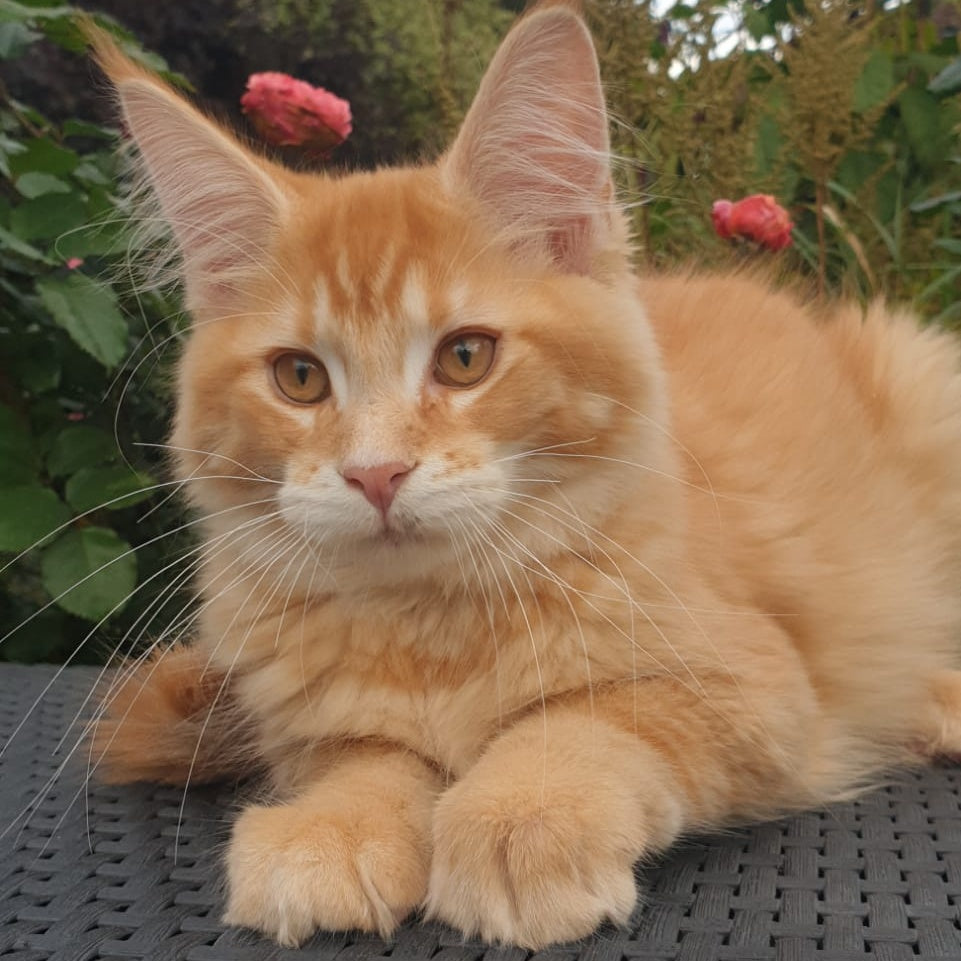 Hugo Maine Coon male, red ticked tabby