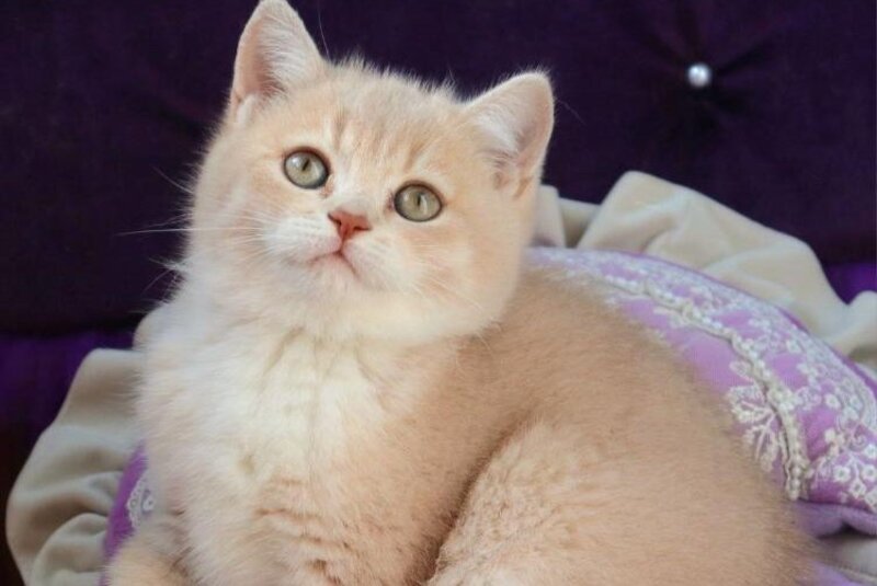 Pamella British Shorthair female fawn golden shaded bicolour - live animals