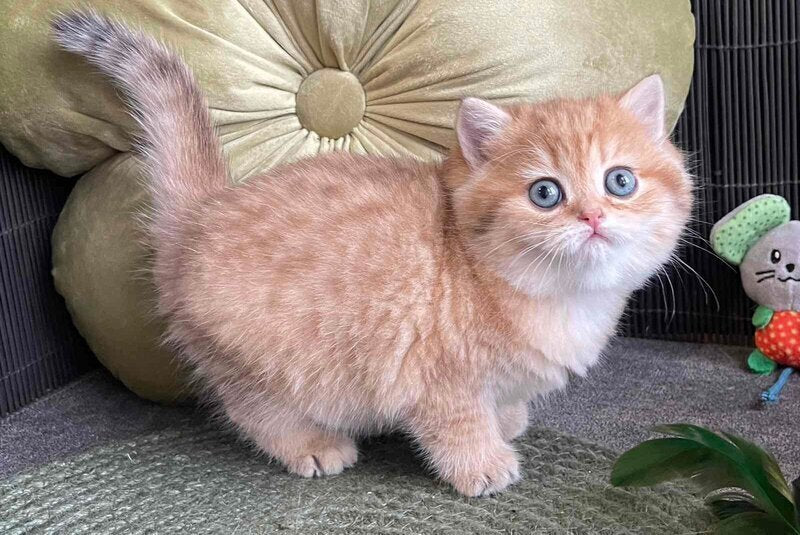 Winny British Shorthair male black golden spotted tabby - live animals