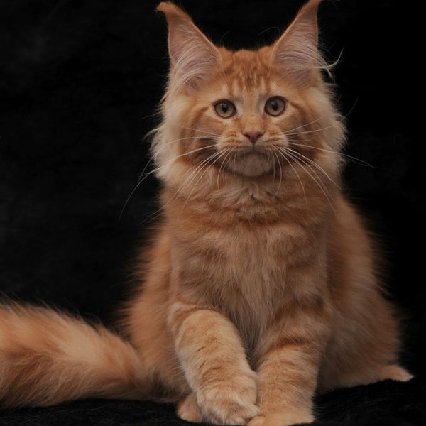 Raily Maine Coon female, red
