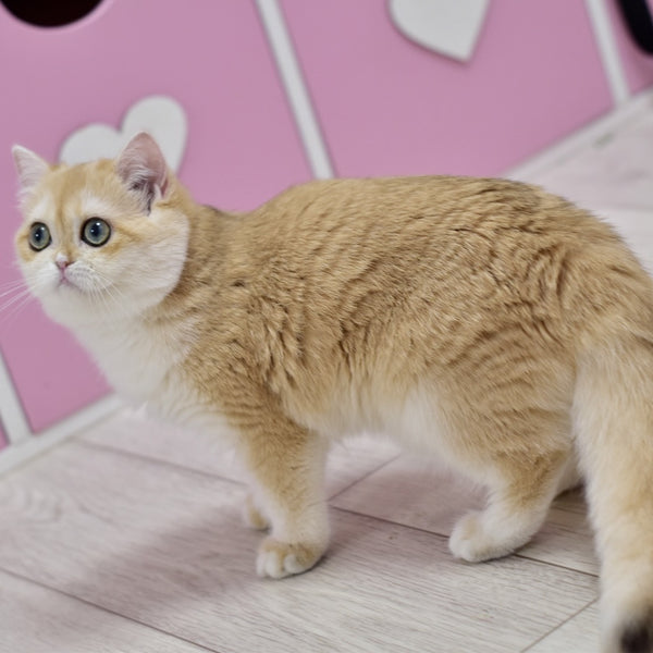 Chloe British Shorthair female, black golden chinchilla with white