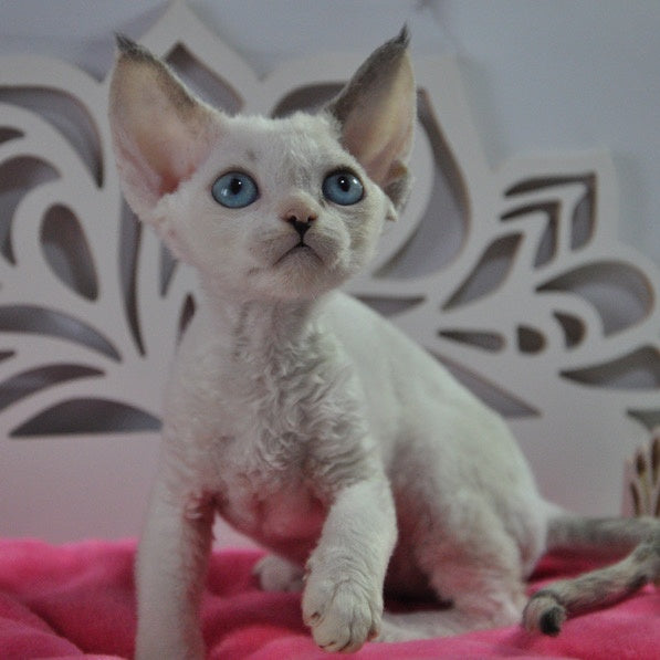 Maja Devon Rex female, black tortie bicolour pointed