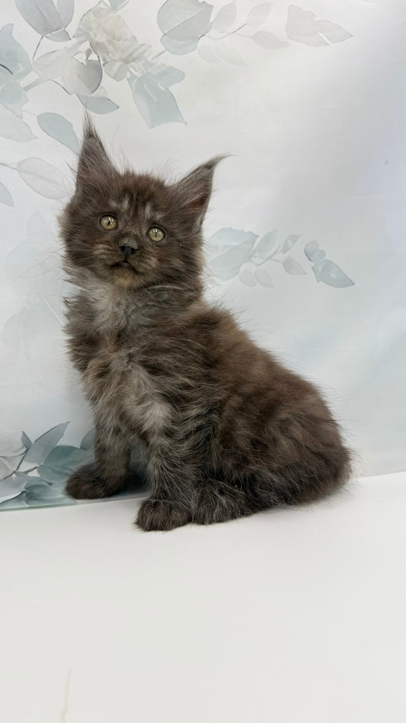 Angor Maine Coon male, black silver