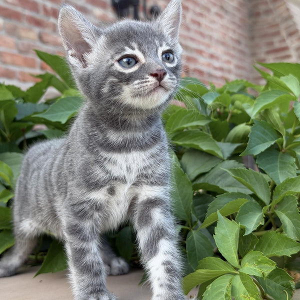 Cherruti Bengal male, blue silver spotted tabby