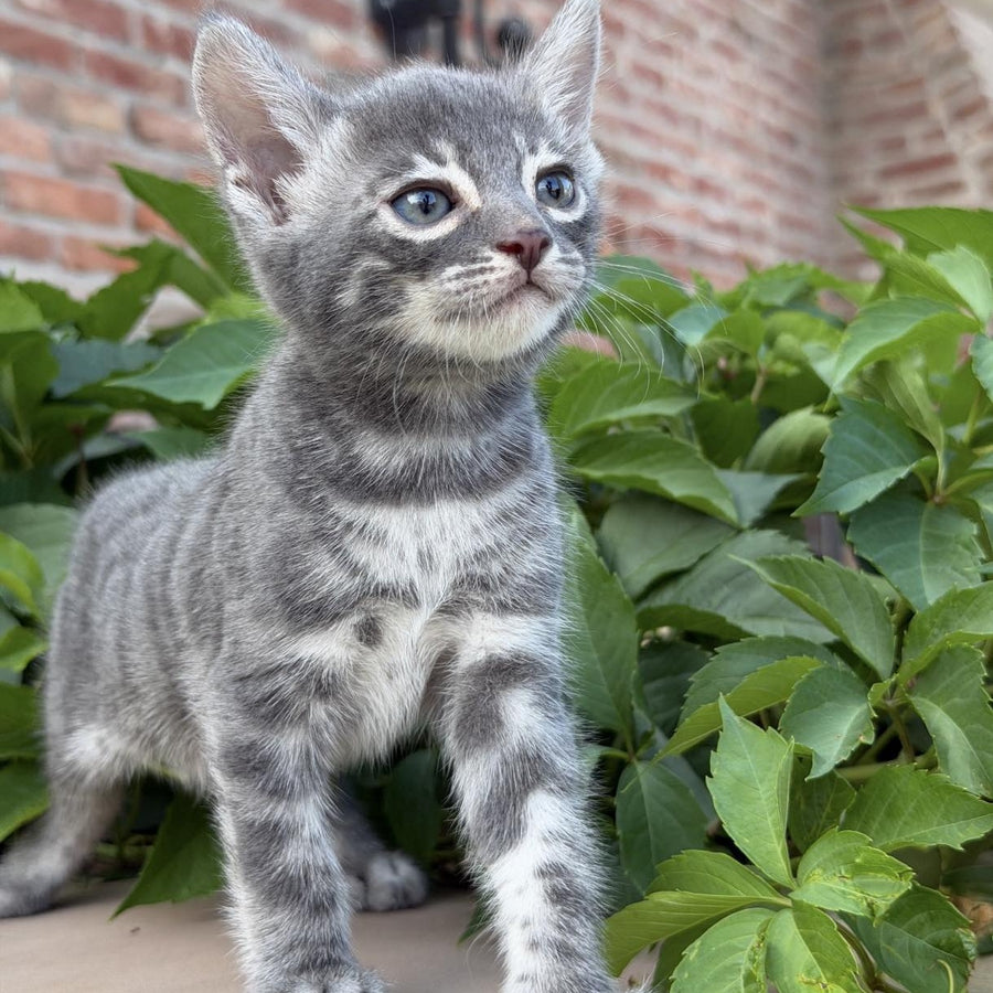 Cherruti Bengal male, blue silver spotted tabby