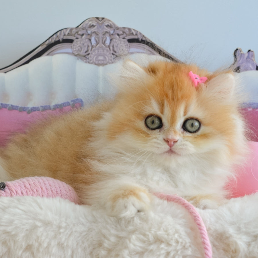 Gaia British Longhair female, black golden chinchilla