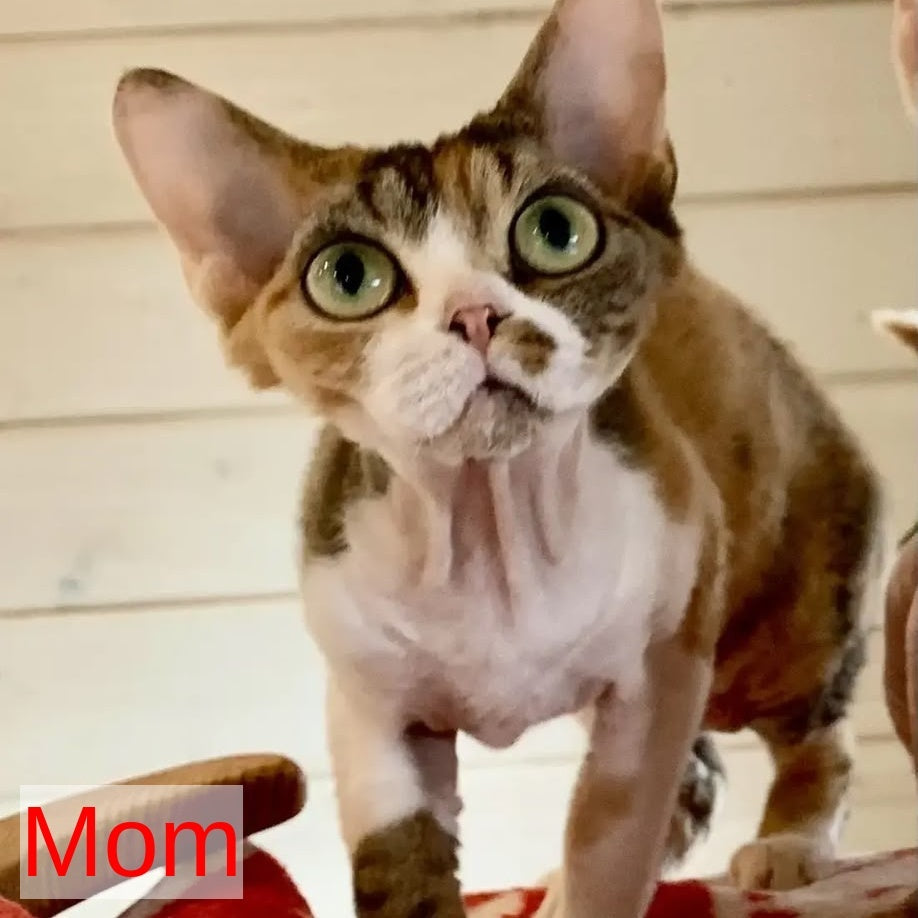 Zosya Devon Rex female, white