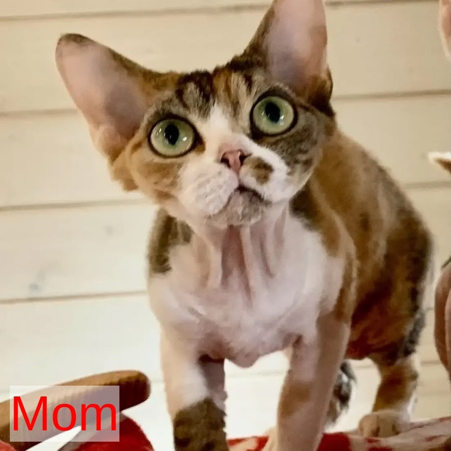 Zosya Devon Rex female, white