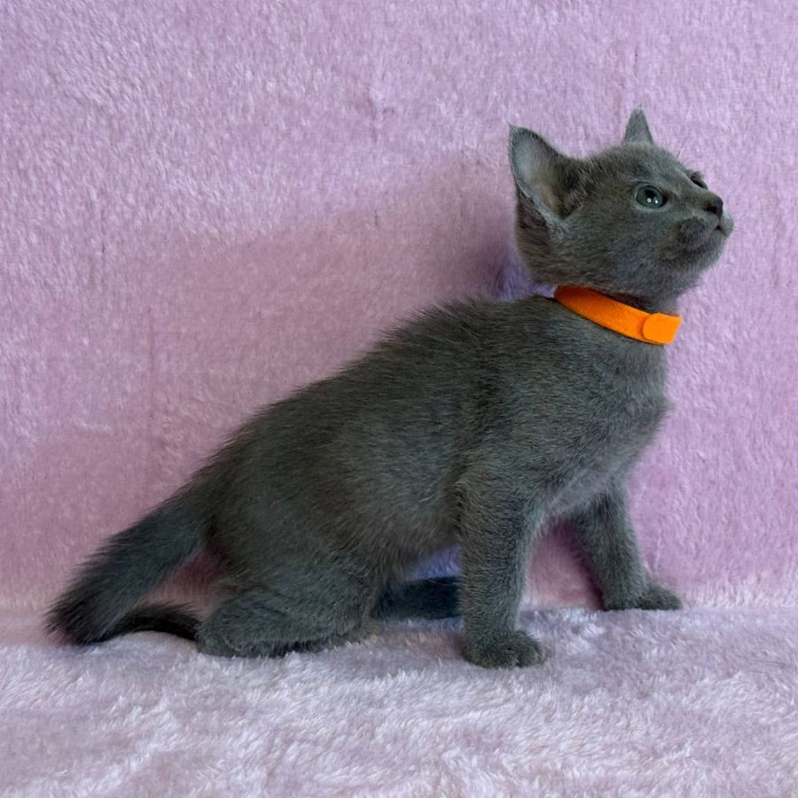 Laffy Russian Blue female, blue