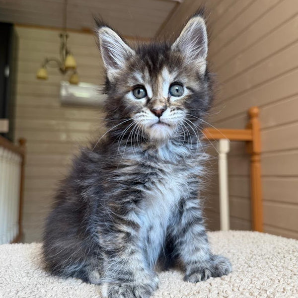 Bamboleilo Maine Coon polydactyl 6x6x6x7 female, black tortie with white tabby