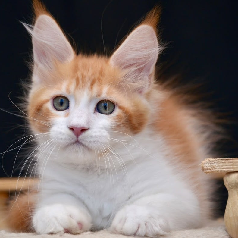 Zephyr Maine Coon male, red bicolour tabby
