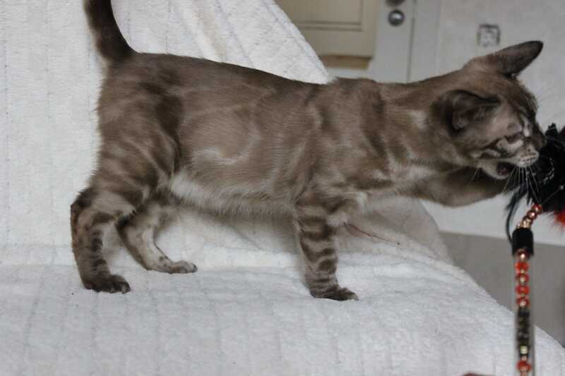 Platon Bengal male, black spotted tabby pointed