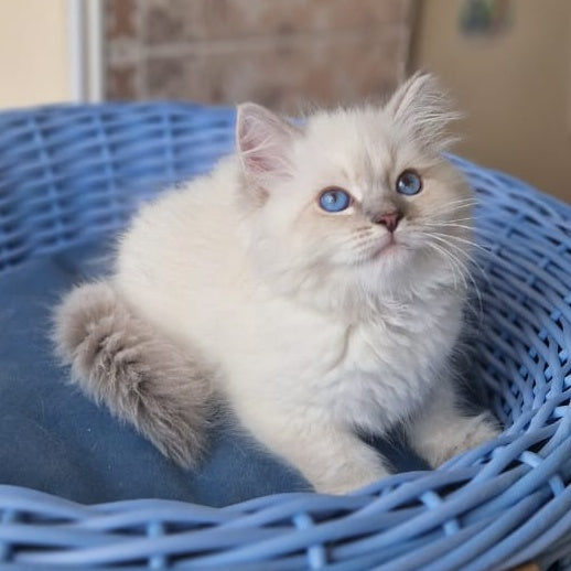 Dustin Siberian male, blue tabby pointed