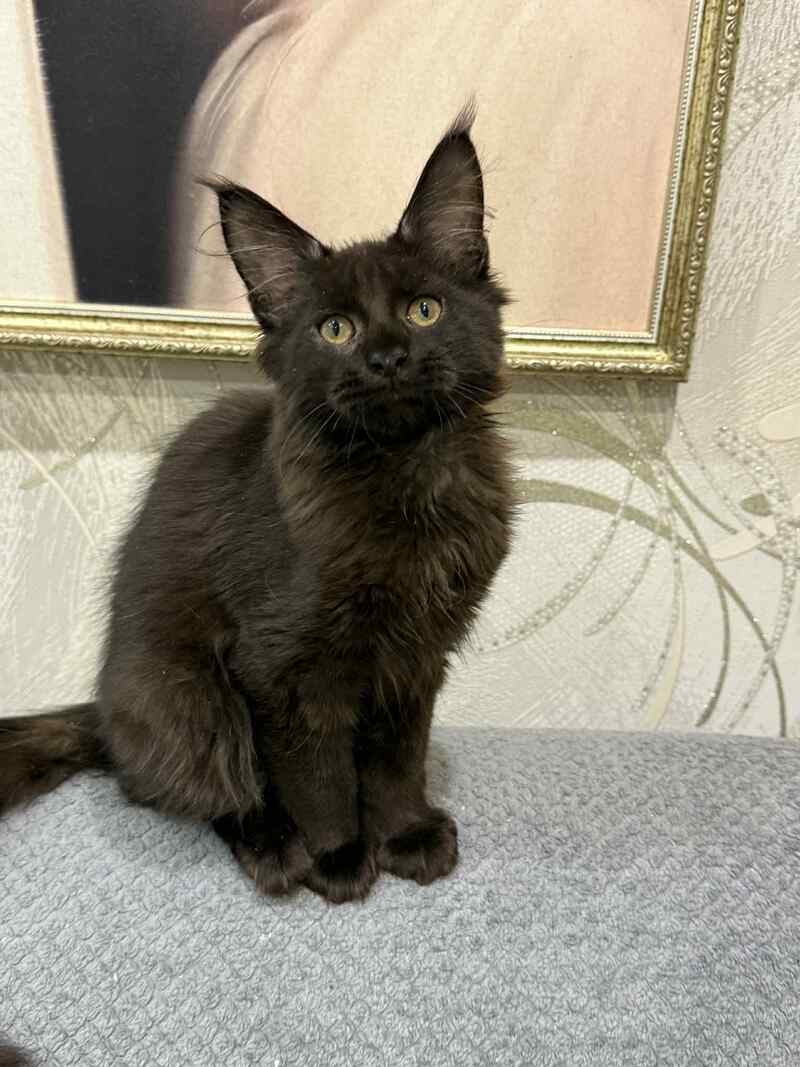 Faust Maine Coon male, black