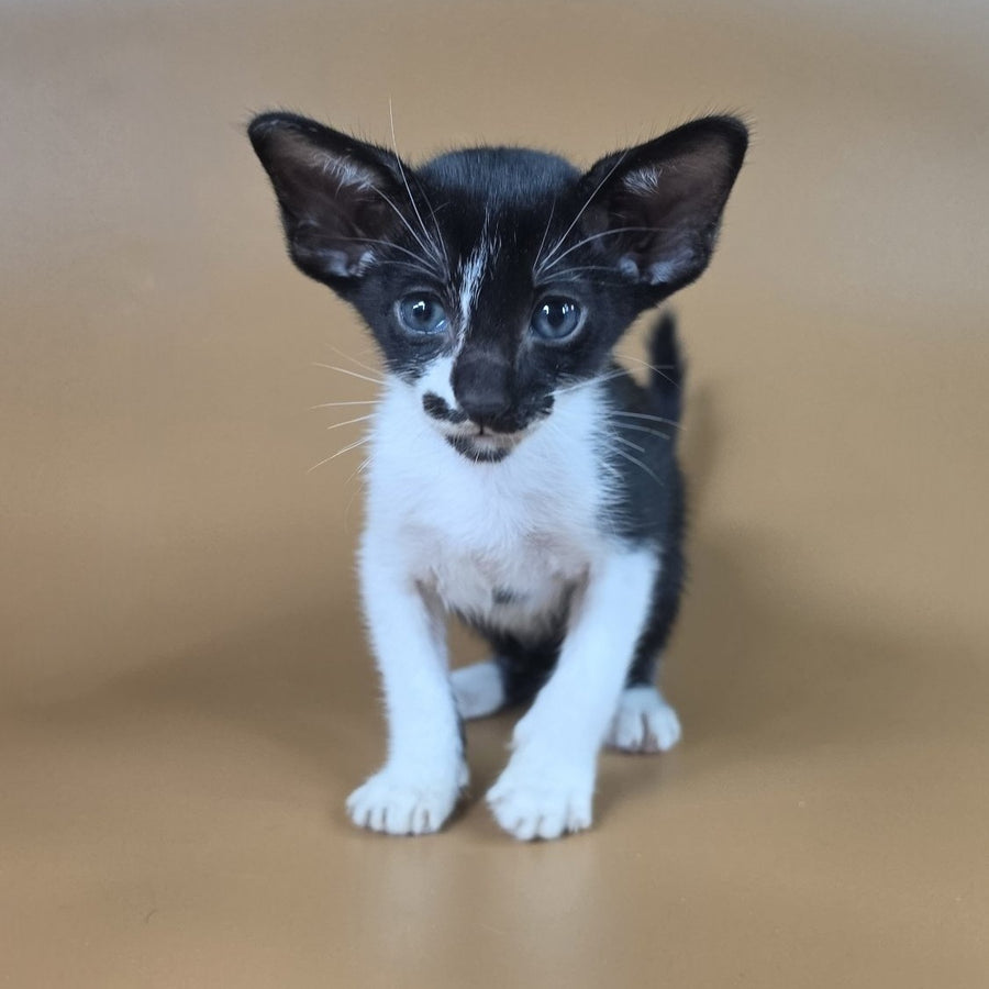 Dreamcake Oriental Shorthair female, black bicolour