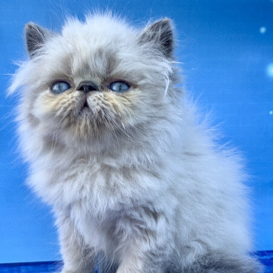 Bruno Persian male, blue pointed