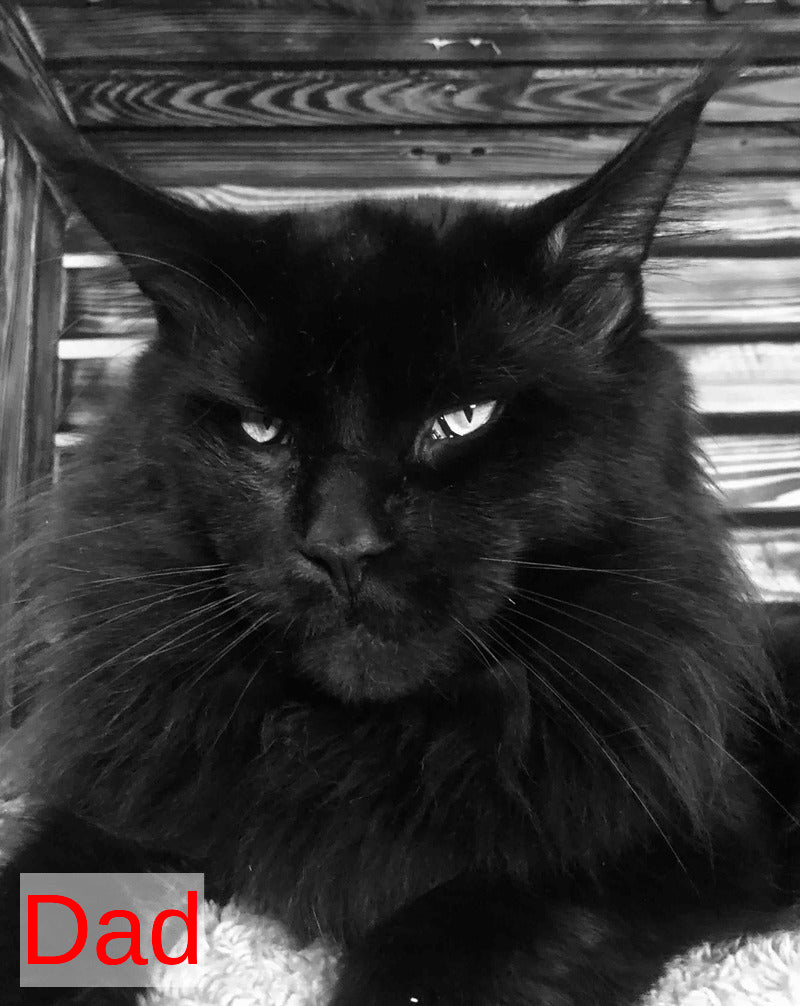 Emma Maine Coon female black - live animals