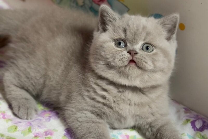 Potapuf Scottish Straight male, lilac
