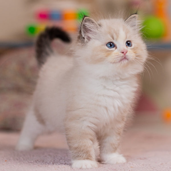 Xia Ragdoll female, seal lynx bicolour
