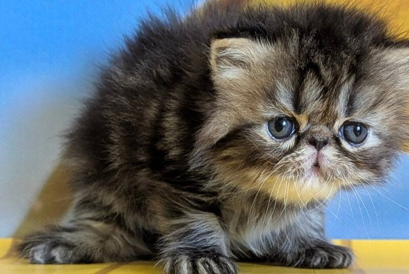 Pandora Persian female, black tabby