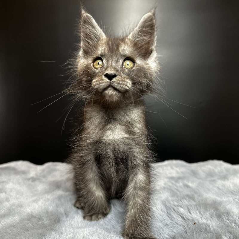 Benjamin Maine Coon male black silver - live animals
