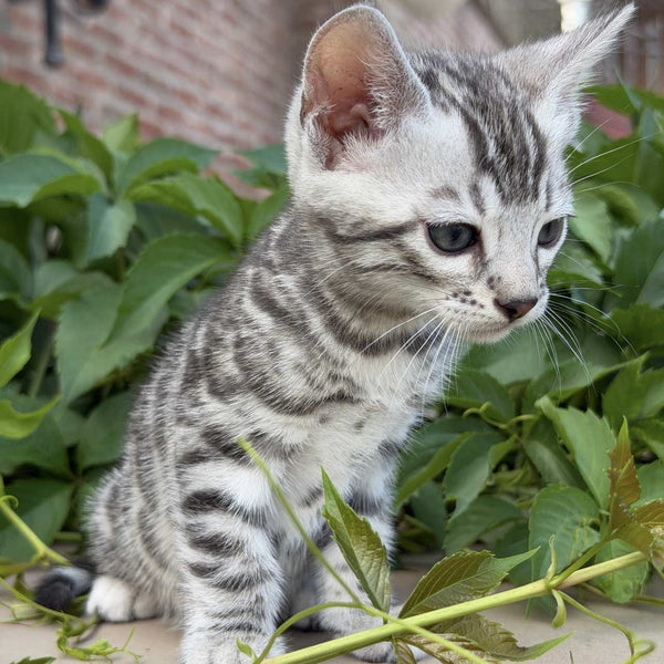 Cartier Bengal male, black silver spotted tabby