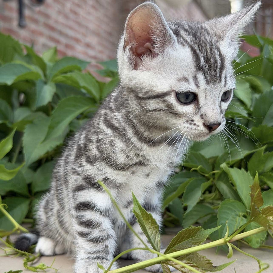 Cartier Bengal male, black silver spotted tabby
