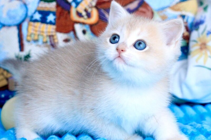 Vivi British Shorthair female, blue golden chinchilla