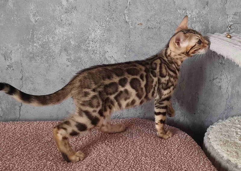Michelle Bengal female black spotted tabby - live animals