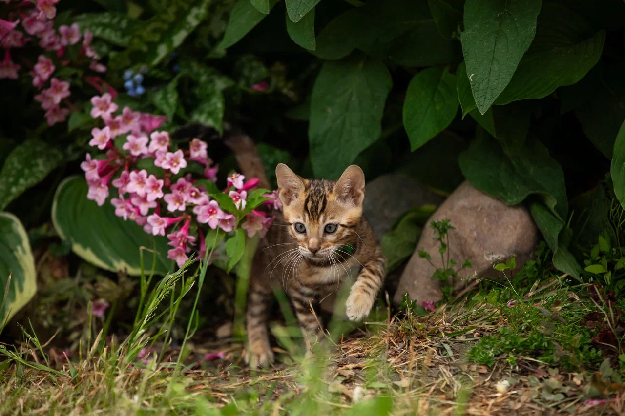 Valentino Bengal male, black spotted tabby