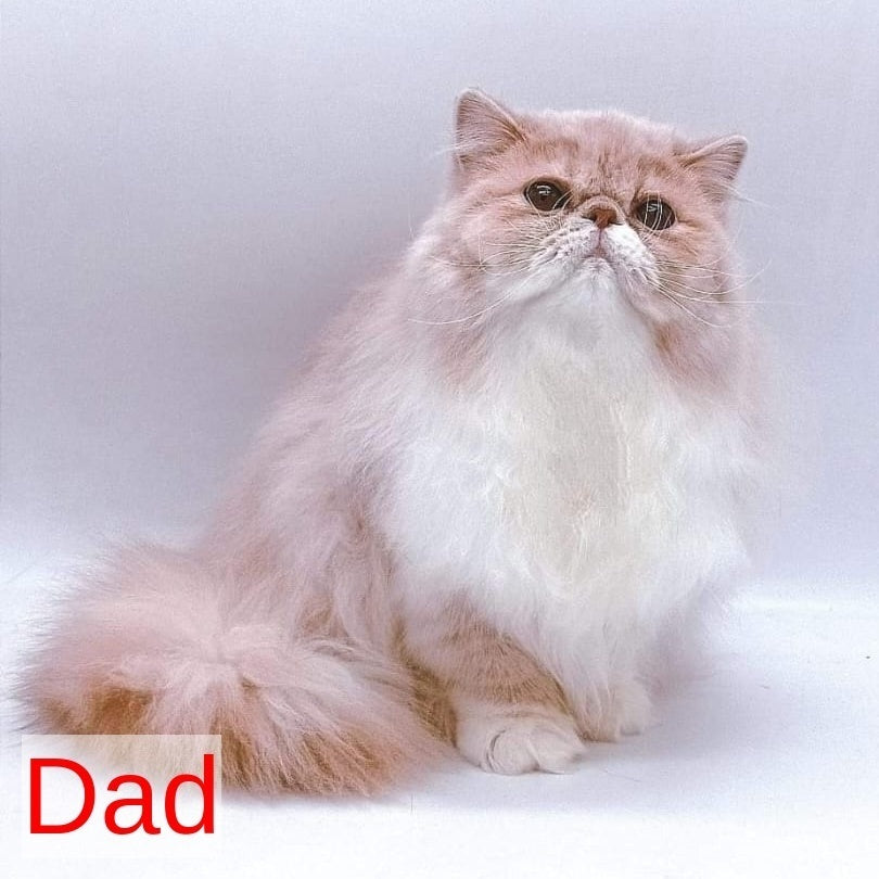 Julia Exotic female, blue tortie bicolour