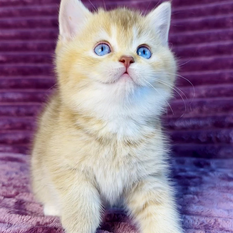 Eden British Shorthair female, cinnamon golden shaded with white