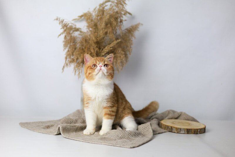 Oliver Exotic male, red bicolour tabby