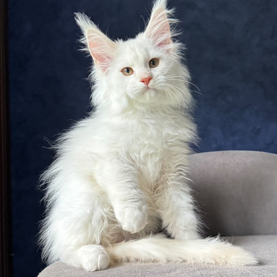 Juror Maine Coon male, red silver chinchilla